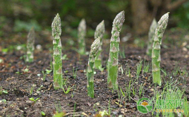 Asparagus fall management technology