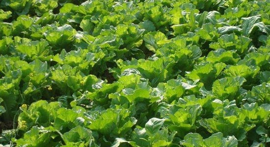 è¿™æ˜¯ä¸€å¼ è”¬èœç§æ¤ï¼šæš´é›¨å¤©æ°”è”¬èœç§æ¤çš„ç®¡ç†åº”å¯¹æŽªæ–½çš„é…å›¾