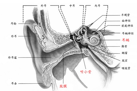 Ear structure