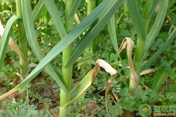 å¤§è’œç§æ¤å¦‚ä½•é•¿å‡ºå¤§è’œå¤´ï¼Ÿ