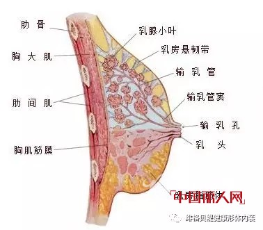 çŸ¥è¯†è¯¾å ‚ï¼šå°‘å¥³ä¸ºä»€ä¹ˆè¦ç©¿ç€å†…è¡£ï¼Ÿ