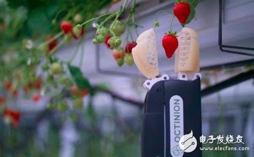 Octinion strawberry picking robot came out _ broke the income of agricultural workers