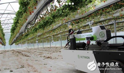 Octinion strawberry picking robot came out _ broke the income of agricultural workers