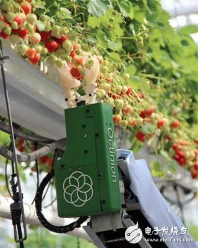 Octinion strawberry picking robot came out _ broke the income of agricultural workers