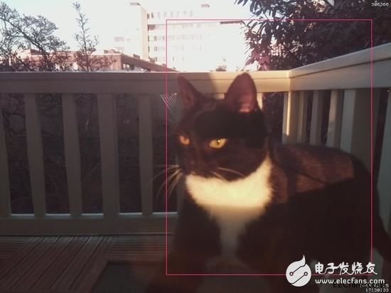 incredible! Engineer made "cat face recognition" access control, face recognition was eliminated.