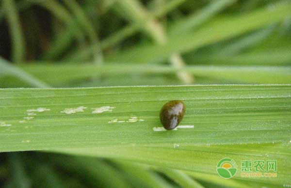 æ°´ç¨»è´Ÿæ³¥è™«æ€Žä¹ˆé˜²æ²»ï¼Ÿæ°´ç¨»è´Ÿæ³¥è™«ç»¼åˆé˜²æ²»æ–¹æ³•