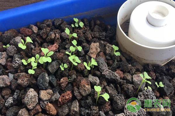 é±¼èœå…±ç”Ÿç³»ç»Ÿå¦‚ä½•åœ¨ç§æ¤åºŠä¸Šç§æ¤è”¬èœ