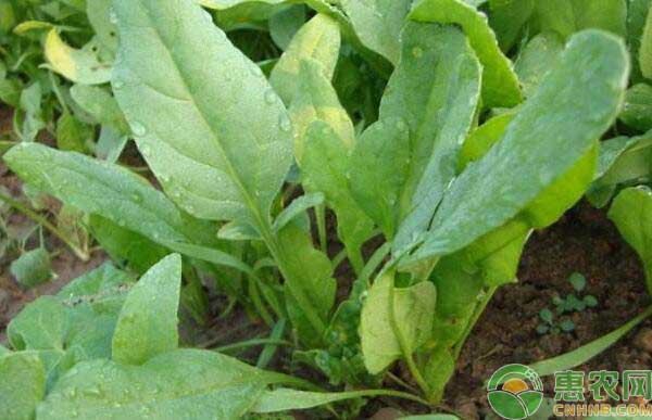 ç§‹å†¬å­£è èœæ ½åŸ¹æŠ€æœ¯
