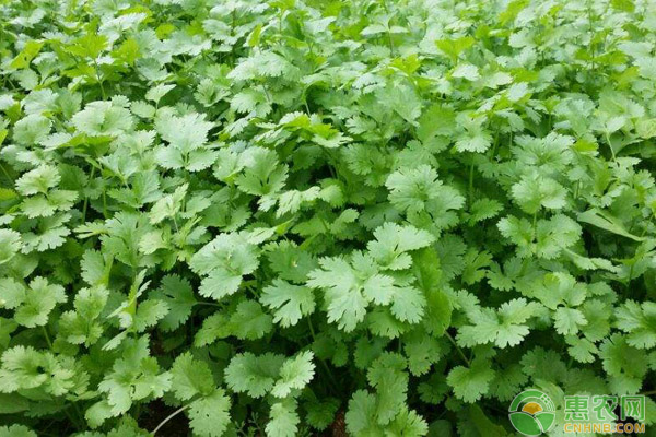 é¦™èœä»·æ ¼æš´æ¶¨ï¼èµ¶ç´§æ¥å­¦ä¹ é¦™èœçš„ç§æ¤æ–¹æ³•