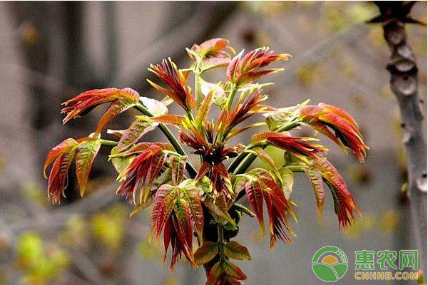 éœ²å¤©é¦™æ¤¿æ€Žä¹ˆç§æ¤ï¼Ÿ éœ²å¤©é¦™æ¤¿çŸ®åŒ–é«˜äº§ç§æ¤æŠ€æœ¯ 