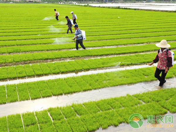 Rice sheath blight prevention and control method