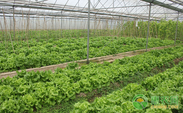 Autumn and winter èŒ¬ facility vegetable management