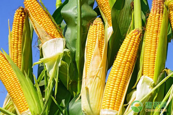 çŽ‰ç±³ç§æ¤å¦‚ä½•é˜²æ²»ç—…è™«å®³ï¼ŸçŽ‰ç±³é«˜äº§ç§æ¤æŠ€æœ¯