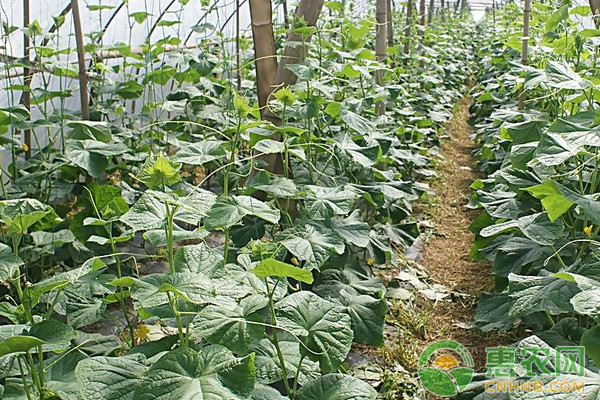 æ£šå®¤é»„ç“œé«˜äº§ç§æ¤æŠ€æœ¯åŠç—…è™«å®³é˜²æ²»