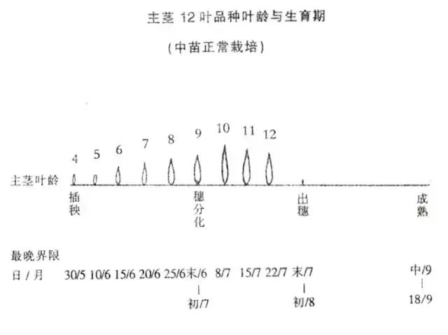 å¦‚ä½•é¢„é˜²æ°´ç¨»å€’ä¼ï¼šåˆç†å¯†æ¤