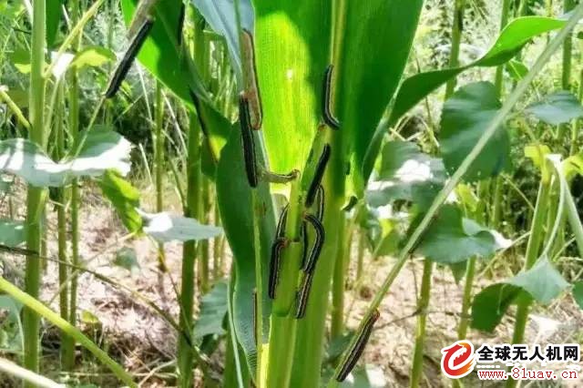 An article to understand the causes, harms and prevention methods of the armyworm disaster (very flying agriculture)