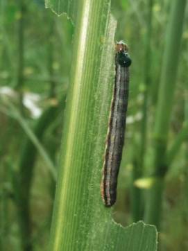 An article to understand the causes, harms and prevention methods of the armyworm disaster (very flying agriculture)