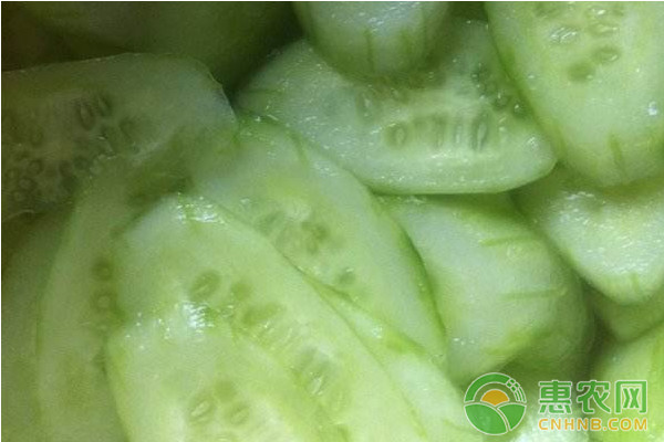 åŽå—é»„ç“œâ€œç»¿è¡£å¤©ä½¿â€æ—¥å…‰æ¸©å®¤æ—©ç†Ÿé«˜æ•ˆæ ½åŸ¹æŠ€æœ¯