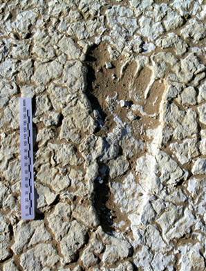 Aust Footprint