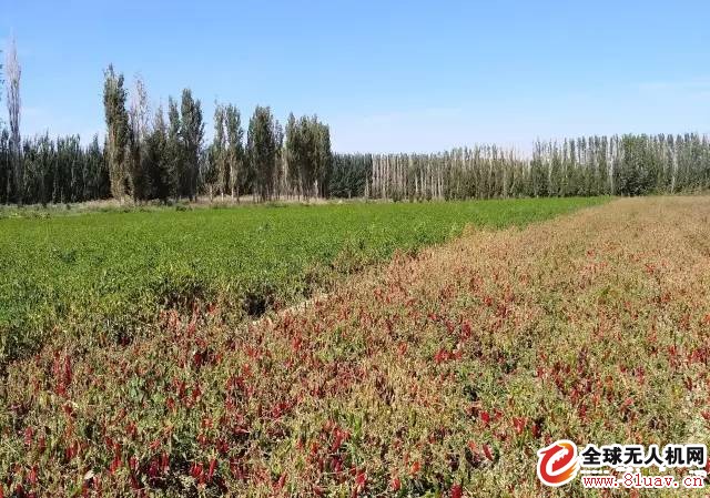 Xinjiang defoliant plant protection drone spraying key notes are here!