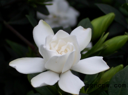 Gardenia