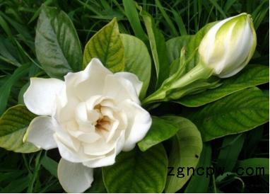 Gardenia