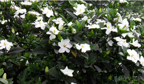 Gardenia