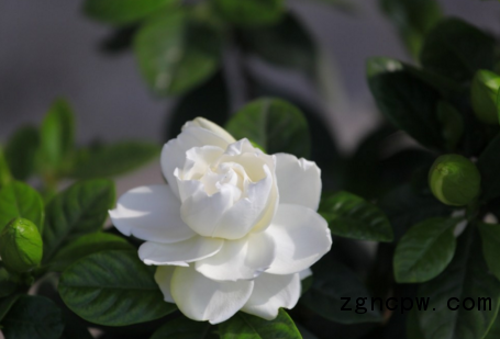 Gardenia