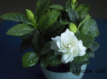 Gardenia