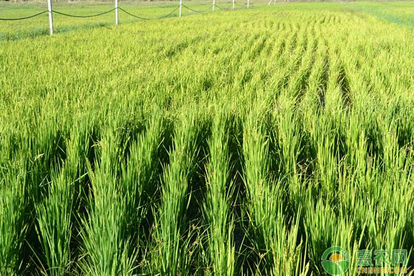åŸºé‡‘é¡¹ç›®ï¼šæ°´ç¨»è‚²ç§ææ–™ä¸€å¹´å››ä»£å¿«é€ŸåŠ ä»£ç¹æ®–æŠ€æœ¯