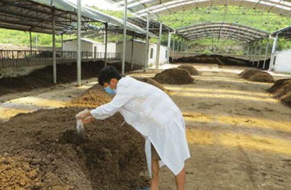 Chicken manure organic fertilizer production method