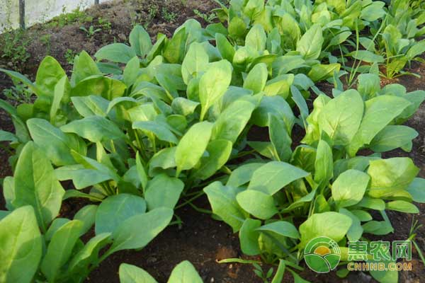 è èœç§æ¤æ€Žä¹ˆç®¡ç†ï¼Ÿè èœç—…è™«å®³é˜²æ²»åŠé™¤è‰æ–¹æ³•