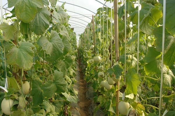 Cantaloupe planting time and fertilization techniques