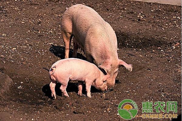 å…»çŒªæˆ·å¿«æ¥çœ‹ï¼ŒçŒªåœºå»ºç¾¤å¿…é¡»è¦è€ƒè™‘çš„å› ç´ ï¼