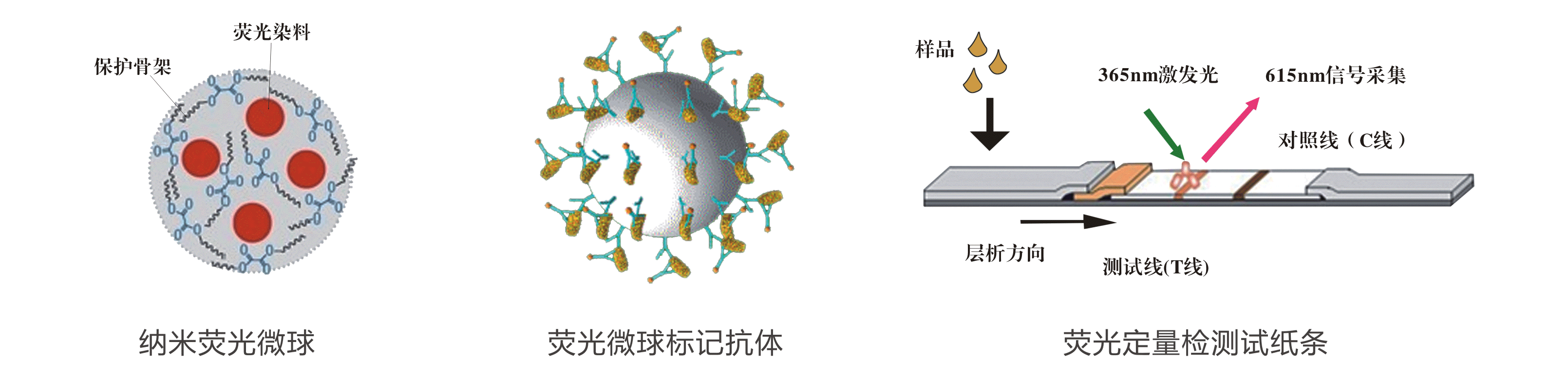 Fluorescence quantitative rapid detection test strip principle of aflatoxin