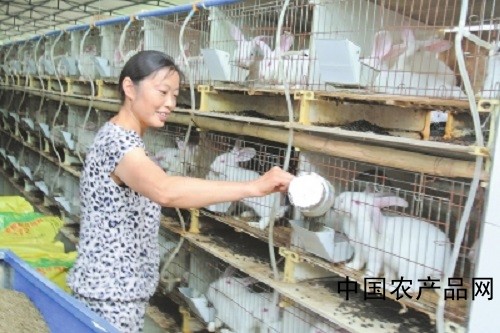 Common misunderstandings and precautions for raising rabbits