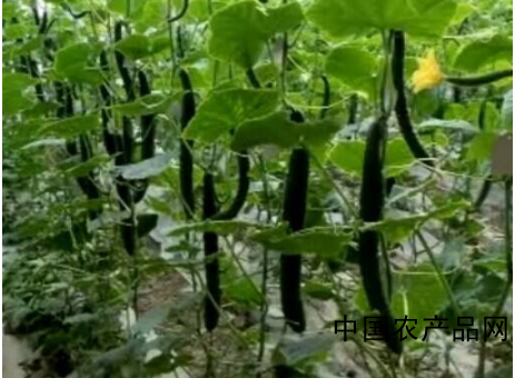 Cucumber cultivation method