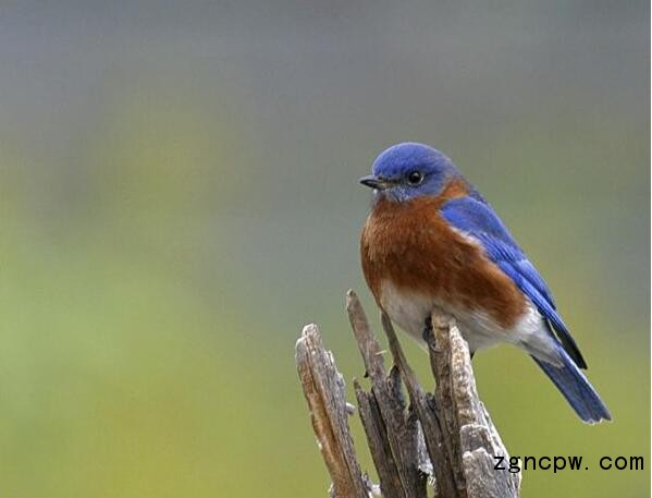 "Blue Bird"--Bozhong Agricultural Declassified Fujimoto Queen's Archives