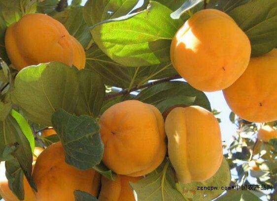 Milling persimmon