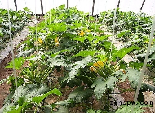 Fertilizer management for zucchini planting