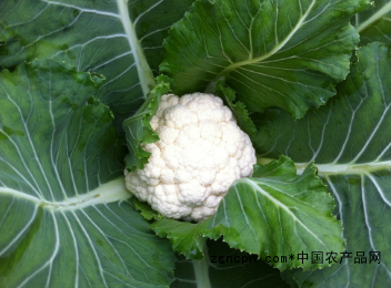 Cauliflower