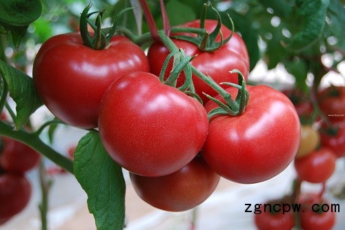 What season is the tomato ZUI delicious?