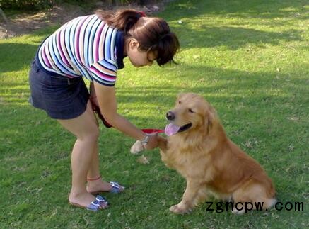 Golden Retriever