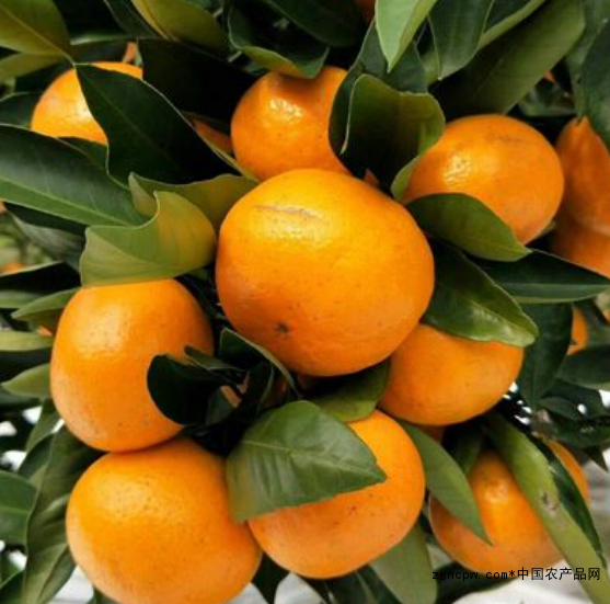 Red beauty orange