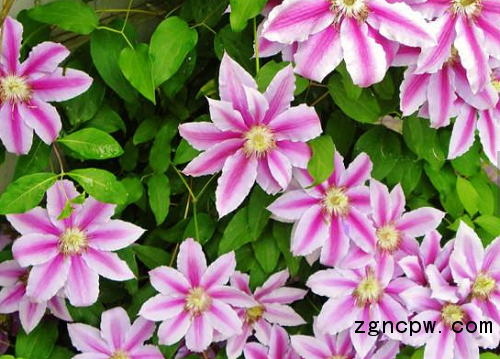 How to irrigate clematis is correct?