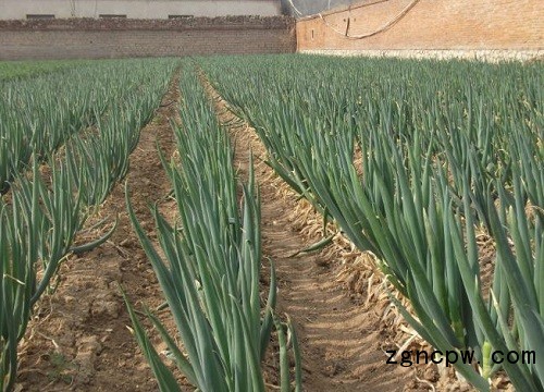 How to do field management of green onion planting?