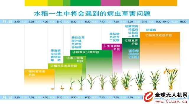 Northeast rice plant protection knowledge