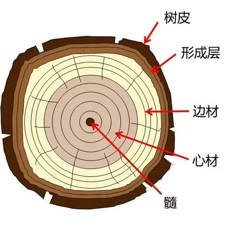 Wood macrostructure characteristics table