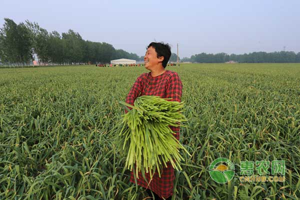 å¤§è’œæŠ½è–¹æœŸå¦‚ä½•ç®¡ç†ï¼Ÿ