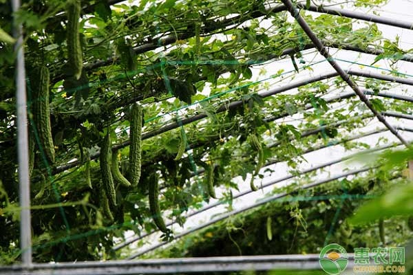 å—æ–¹åœ°åŒºå¤§æ£šè‹¦ç“œç§‹å»¶åŽæ ½åŸ¹æŠ€æœ¯è¦ç‚¹
